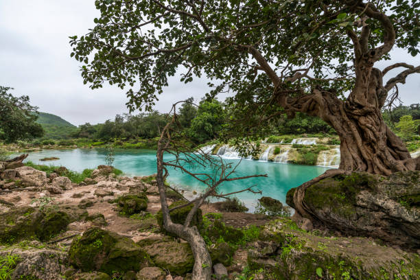 schöne aussicht auf wadi darbat bach von salalah - flussbett stock-fotos und bilder