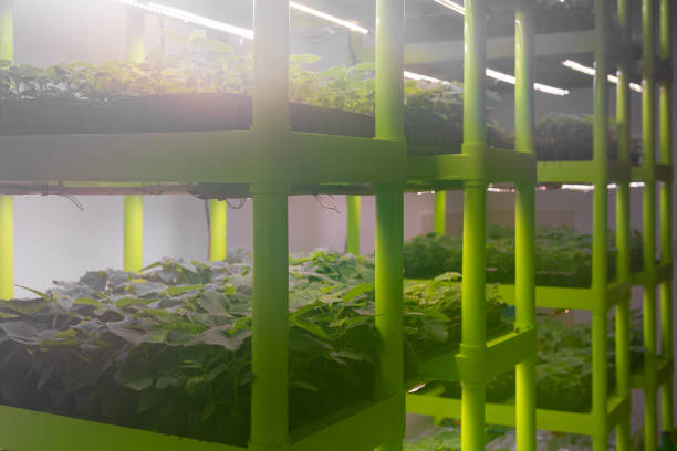 istock Artificial lighting stands with small paulownia seedlings. Sterile laboratory for growing ornamental shrubs and trees. 1285055071
