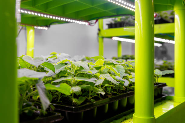 istock Artificial lighting stands with small paulownia seedlings. Sterile laboratory for growing ornamental shrubs and trees. 1285055180