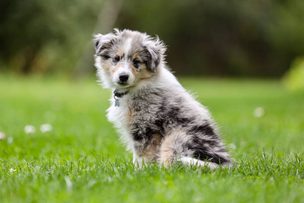 Small beautiful blue merle shetland sheepdog sheltie puppy sitting on garden grass. Small beautiful blue merle shetland sheepdog sheltie puppy sitting on garden grass. Photo taken on a warm summer day. sheltie blue merle stock pictures, royalty-free photos & images