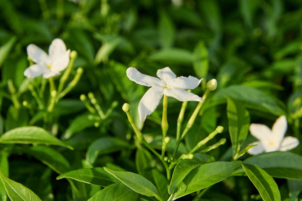 istock Bright juicy greens. Small white flowers 1285056293