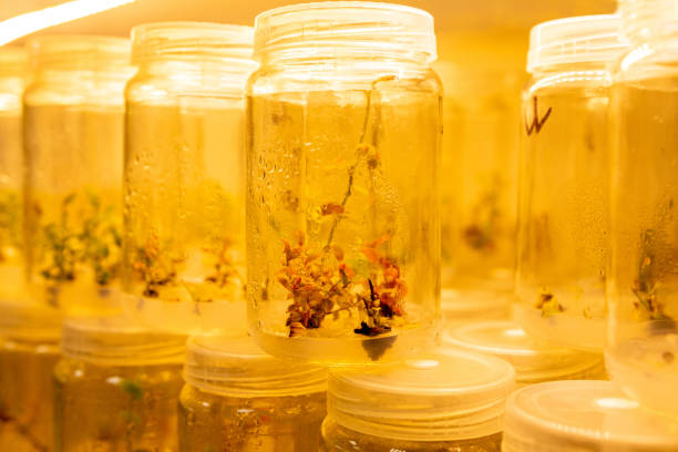 istock Growing blueberry plants in sterile conditions by in vitro technology. Micropropagation of flowers and trees in the laboratory under artificial lighting. 1285056519