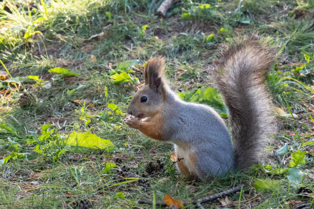 istock Beautiful fluffy gray-orange squirrel gnaws a nut on the green grass, close-up, copy space 1285057050