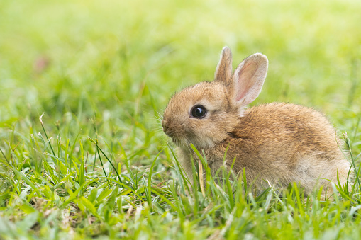 A cute baby rabbit was running and biting the grass in the yard. Rabbits are small animals that people are popular to bring as pets.