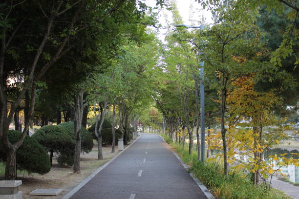 istock Paved pedestrian way or walk way with trees on sides for public walk 1285058557