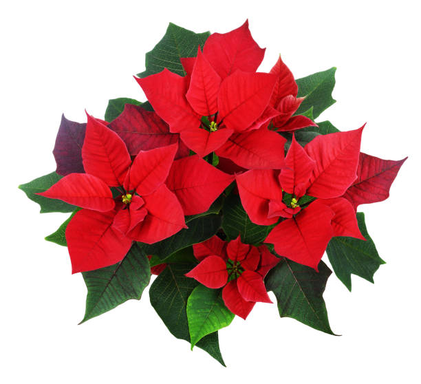istock Christmas poinsettia flowers 1285059303