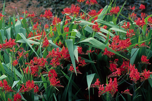 Red flowers of Crocosmia