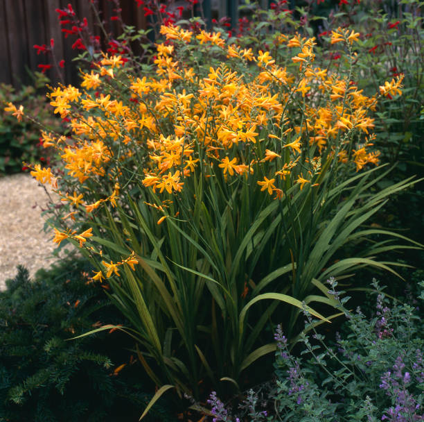 Crocosmia Yellow flowers of Crocosmia crocosmia stock pictures, royalty-free photos & images