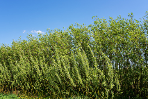 Energetic willow (salix viminalis) plantation, alternative energy natural eco background