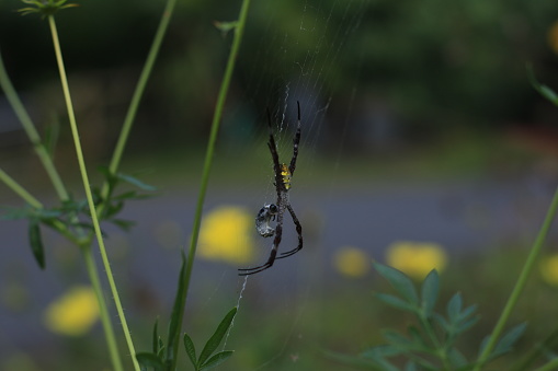 A spider is eating the prey it catches in its sticky web