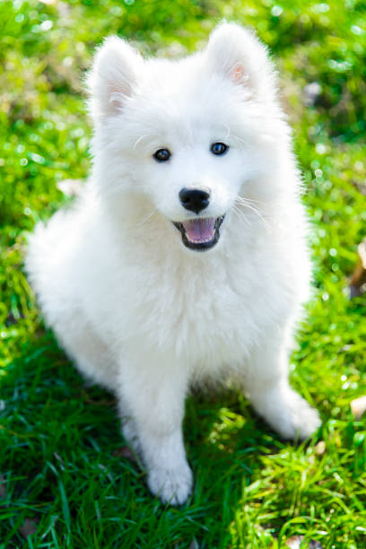 istock Happy puppy samoyed dog sitting in the grass smiling in spring 1285065072