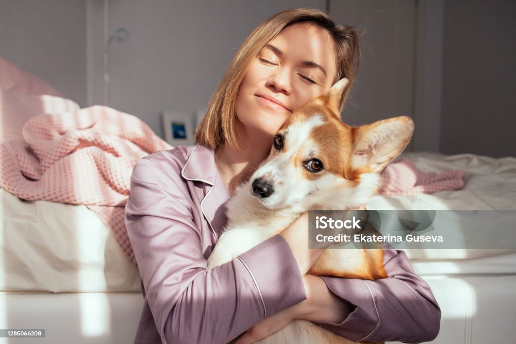 Young attractive woman sitting by the bed in the bedroom and playing with Corgi dog Portrait of a blonde young woman in pale pink pajamas with a dog sitting on the bed in a bright bedroom. Dog Stock Photo