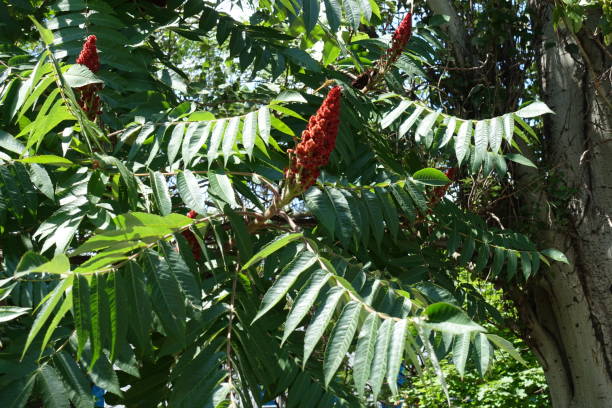 istock Compound leaves and red fruit clusters of vinegar tree in July 1285067542