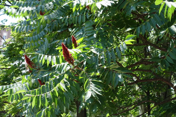 istock Maroon fruit clusters in the leafage of vinegar tree in July 1285067579