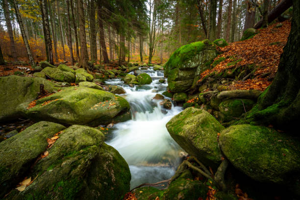 istock wonder forest  with creek on rocks with moss during fall 1285067742