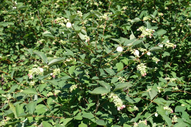 istock Branches of common snowberry bush in bloom in July 1285067745
