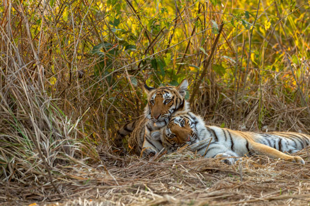 istock Two Wild tiger cubs or sibling closeup with natural bonding and togetherness behavior at dhikala of jim corbett national park or tiger reserve Ramnagar uttarakhand india - panthera tigris tigris 1285068513