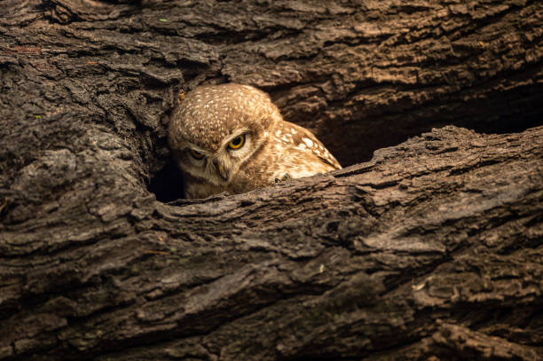 spotted owlet or Athene brama perched on a textured dead tree trunk in his nest at keoladeo ghana national park or bharatpur bird sanctuary rajasthan india spotted owlet or Athene brama perched on a textured dead tree trunk in his nest at keoladeo ghana national park or bharatpur bird sanctuary rajasthan india keoladeo stock pictures, royalty-free photos & images