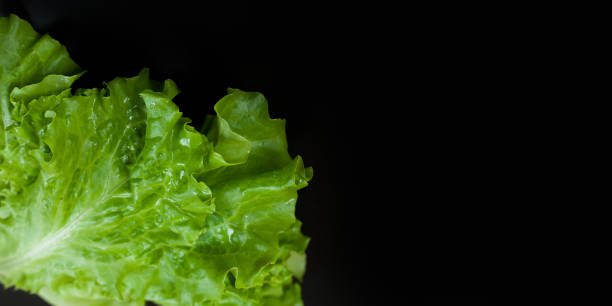 istock Green lettuce isolated on black background. Copy space 1285069947