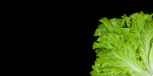 istock Green lettuce isolated on black background. Copy space 1285069979