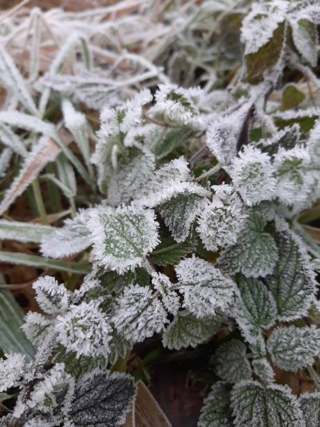 istock Early morning frost-covered plants 1285069986