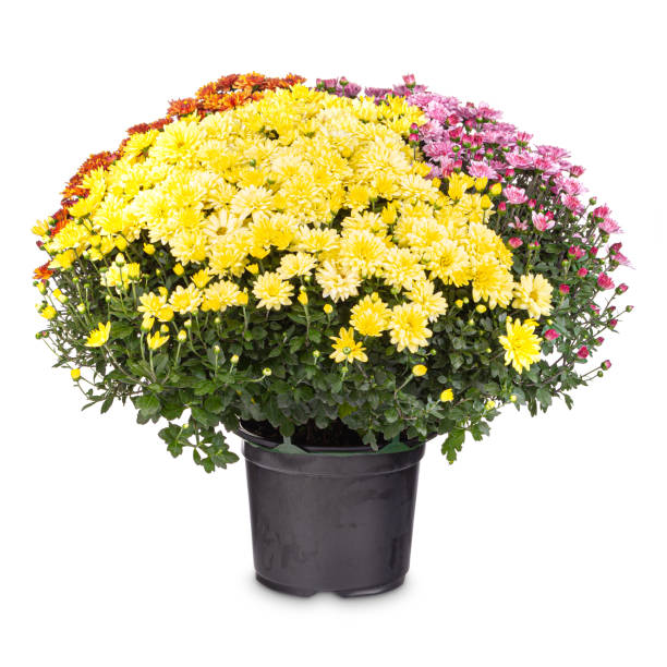 istock Bouquet of colorful chrysanthemum 1285070014