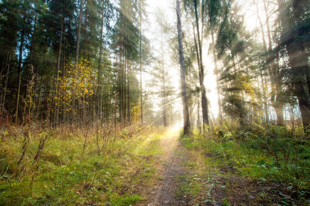 istock The bright sun shines through the tree trunks in the forest 1285071118