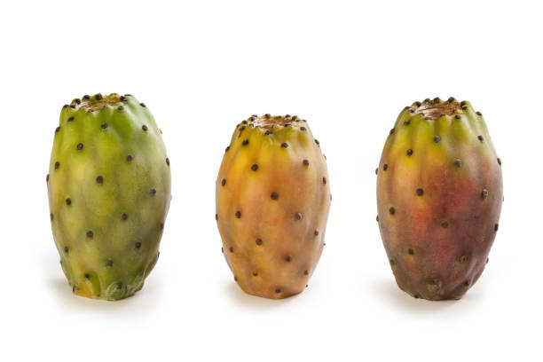 Prickly pear cactus (Opuntia ficus-indica) isolated Prickly pear cactus (Opuntia ficus-indica) isolated on white background fico d'india stock pictures, royalty-free photos & images