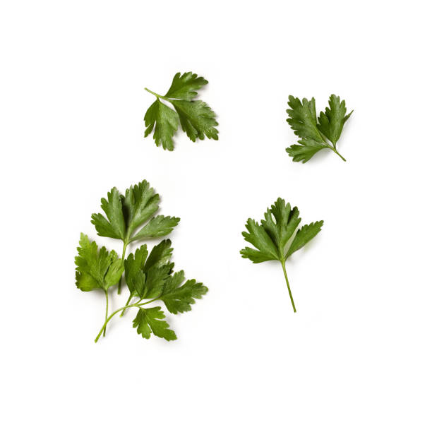 istock Parsley Leaves from Italy (
