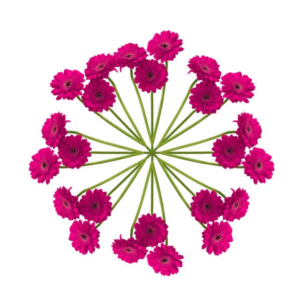 Exotic plants from Brazilian environmental preservation area