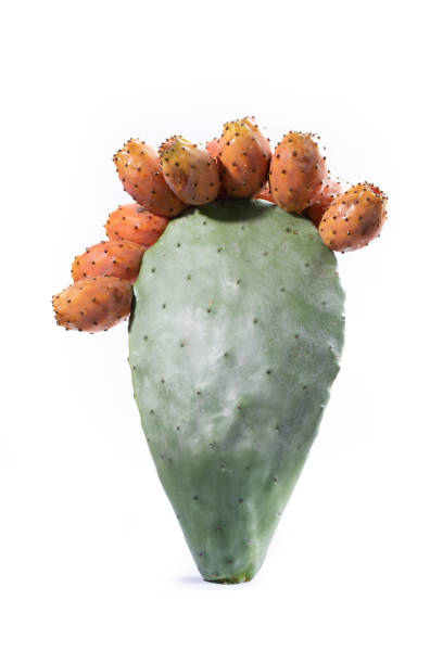 Prickly pear cactus (Opuntia ficus-indica) Sicily Prickly pear cactus (Opuntia ficus-indica) Sicily isolated on white background fico d'india stock pictures, royalty-free photos & images