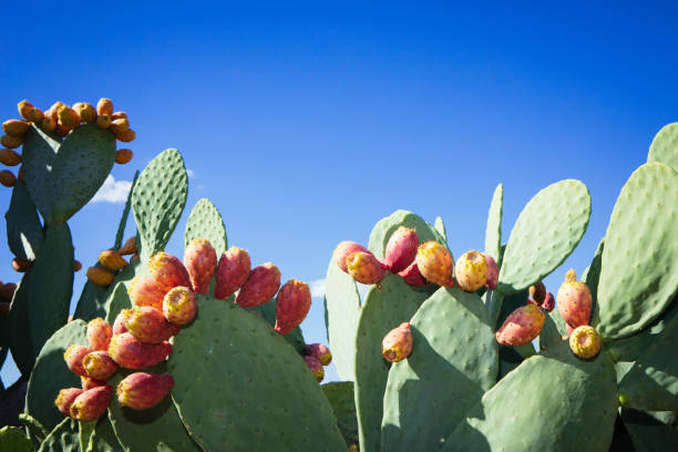 プリックリー梨サボテン(オプンティアフィカスインディカ)シチリア島 - prickly pear fruit flowers plants nature ストックフォトと画像