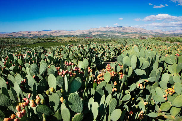 Prickly pear cactus (Opuntia ficus-indica) Sicily Prickly pear cactus (Opuntia ficus-indica) Sicily Farm fico d'india stock pictures, royalty-free photos & images