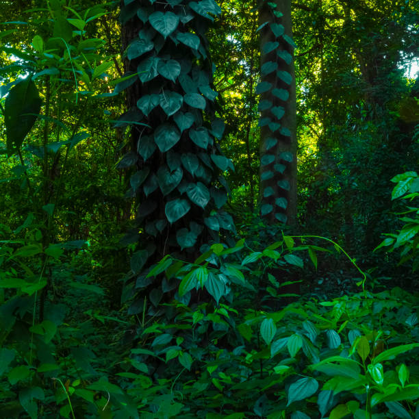 istock Exotic plants from Brazilian environmental preservation area 1285077229