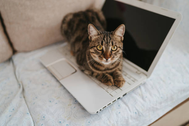 istock Cat sitting on laptop on the sofa in living room 1285077342