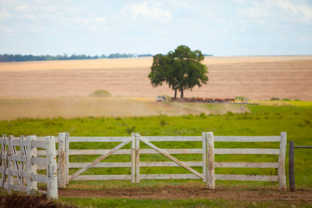 recinto a campo aperto con alcuni buoi sotto l'albero, mato grosso do sul, brasile - farm gate foto e immagini stock