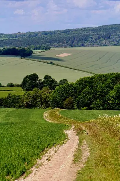 Chalk oath in the South Downs National Park