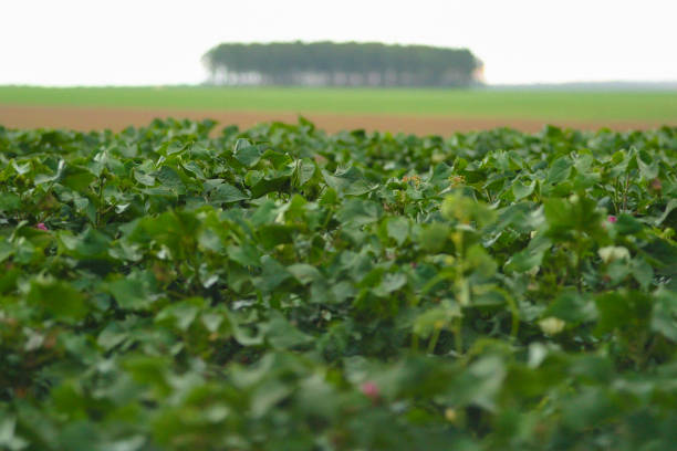 plantaciones de algodón en la agroindustria brasileña - cotton photography cloud plantation fotografías e imágenes de stock