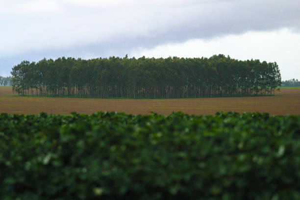 plantaciones de algodón en la agroindustria brasileña - cotton photography cloud plantation fotografías e imágenes de stock