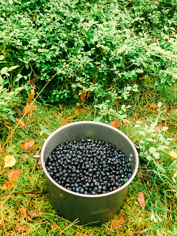Harvesting ripe blueberries in forest, Healthy food concept, Germany