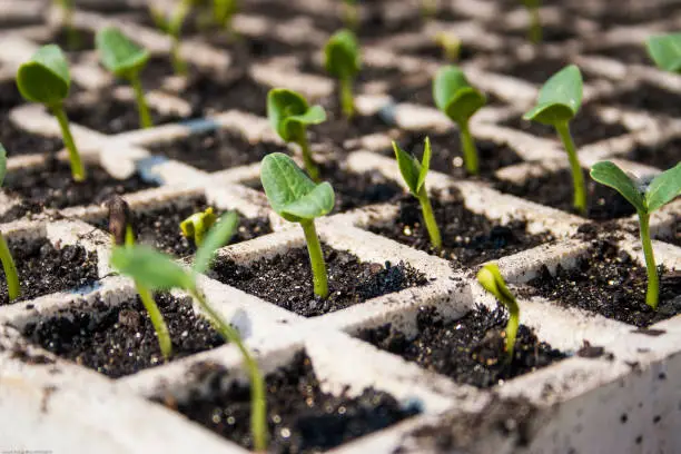 organic lettuce seedlings to be transplanted