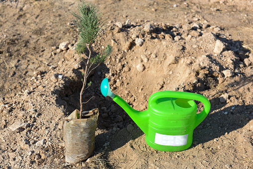 Planting trees in dry soil.. Afforestation and forest concept.Dry soil, tree sapling, green watering can.