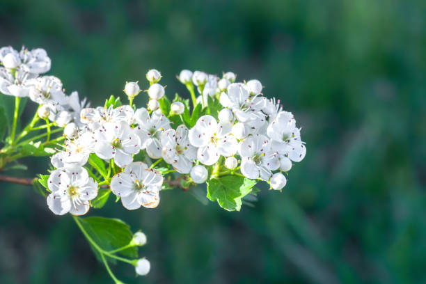 咲くクラテガスモノギナの木に白い花の枝 - hawthorn ストックフォトと画像