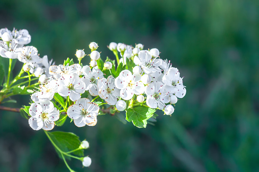 Branch of white flowers on blooming Crataegus monogyna. Blossom hawthorn flowering tree on green background