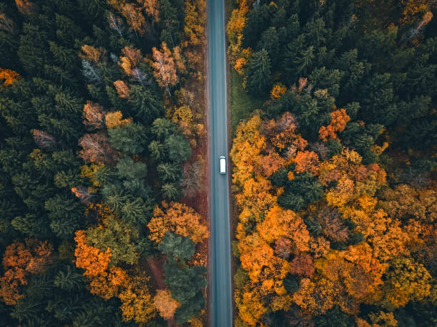 car rides on the road in a beautiful autumn forest, photo from a drone. beautiful autumn forest landscape, top view. - road top view imagens e fotografias de stock