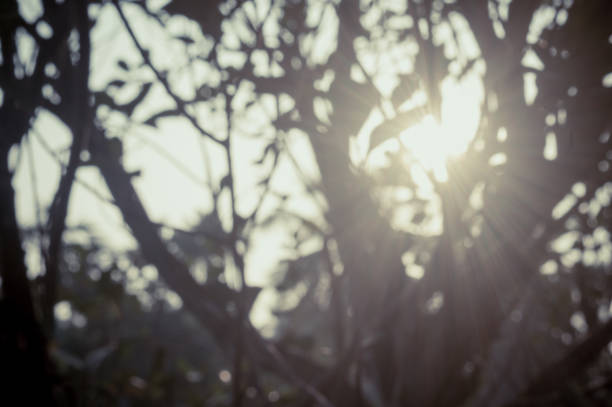 poranne światło słoneczne przez liście drzew. rozmycie leśne środowisko leśne w sylwetkę pierwszego planu przez plecy oświetlone jasne promienie słoneczne. piękno w przyrodzie motyw obrazu tła. - sunset day back lit autumn zdjęcia i obrazy z banku zdjęć