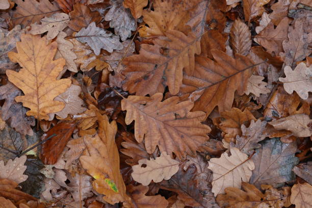 istock Fallen from a tree leaves in the forest in autumn 1285080867