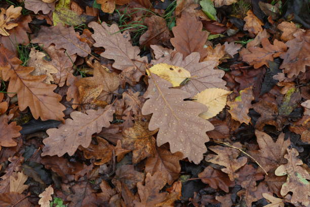 istock Fallen from a tree leaves in the forest in autumn 1285080913