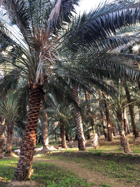 istock Date trees in a oasis in Abu Dhabi 1285081568