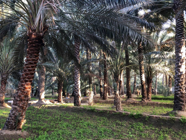 istock Date trees in a oasis in Abu Dhabi 1285081615